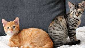 6 Radovednih dejstev o tem, kako so obravnavali mačke v rusiji